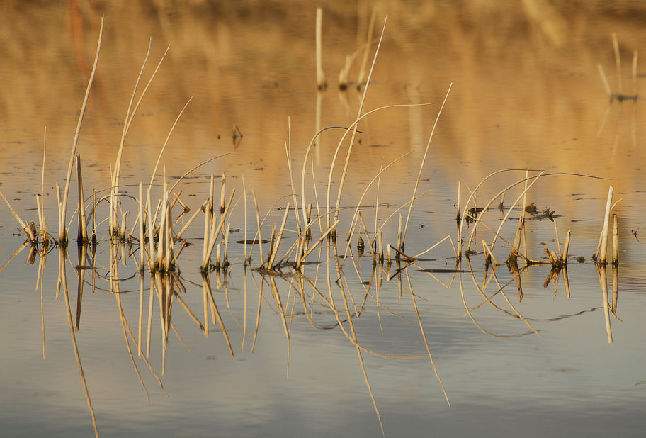 prairie wetland grasses