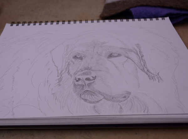 rough drawing of Sarplaninac dog