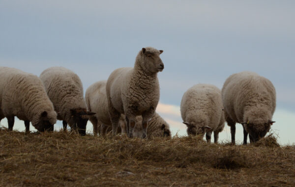 sheep photography