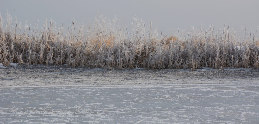 prairie wetland