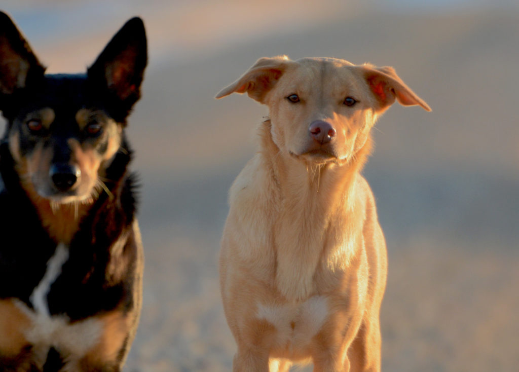 Australian Kelpie stock dogs