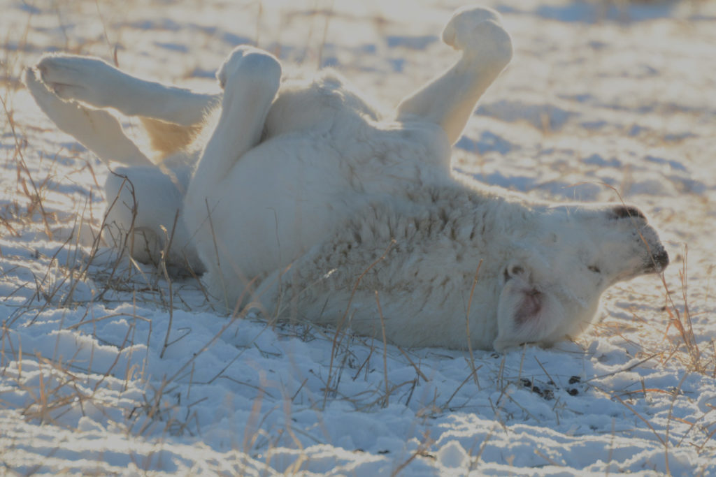 livestock guardian dog