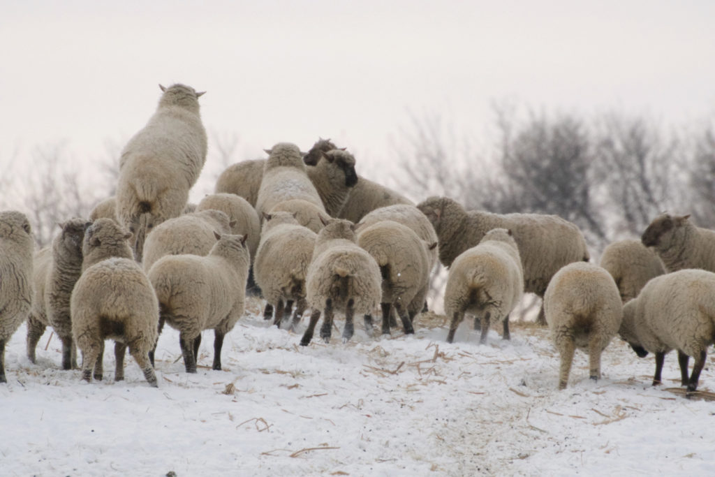 sheep at play