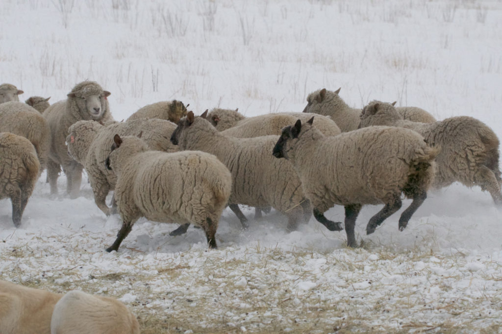 sheep at play