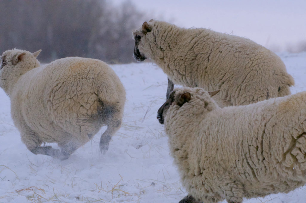 sheep at play