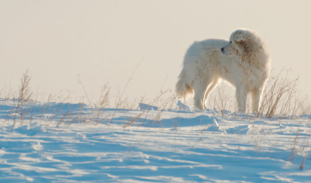 livestock guardian dog on winter prairie