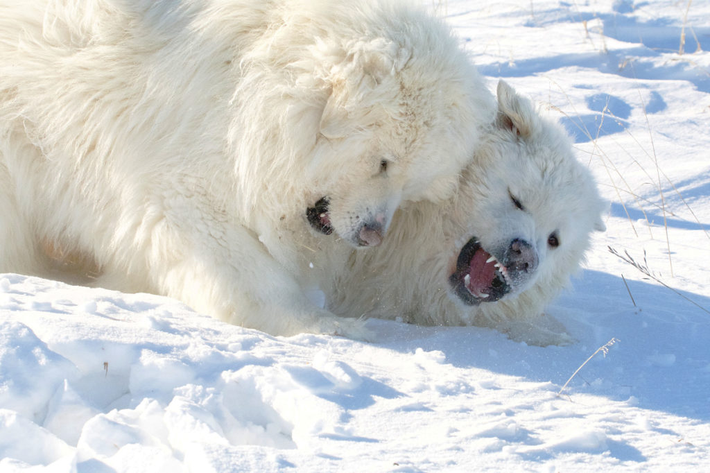 livestock guardian dogs playing in snow