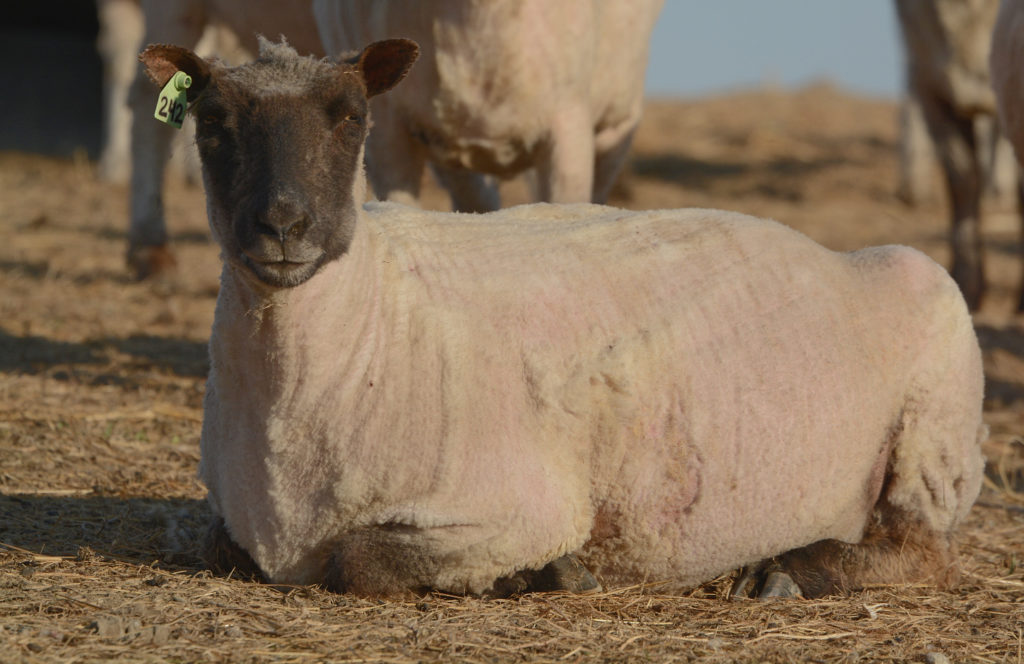 shorn clun forest sheep