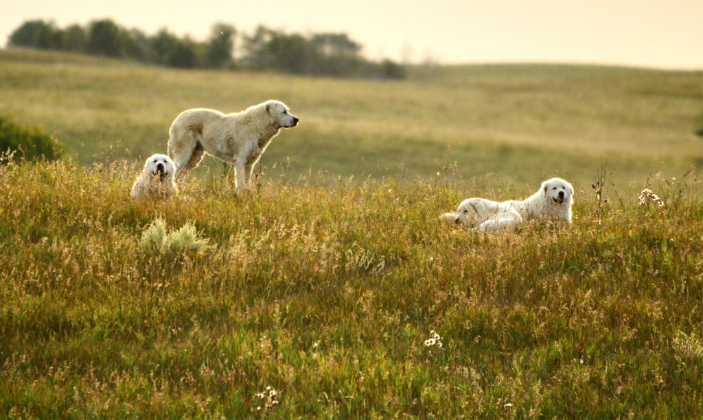 livestock guardian dogs on the prairie