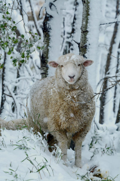 sheep in early winter snow
