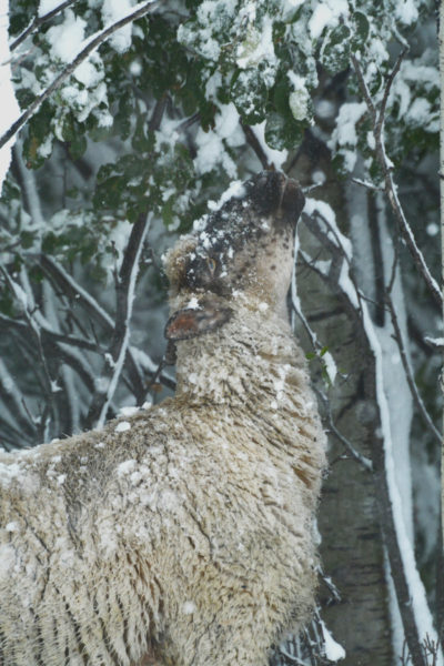 sheep eating leaves in snowfall