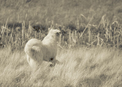 livestock guardian alerts to suspicious movement in the distance. 