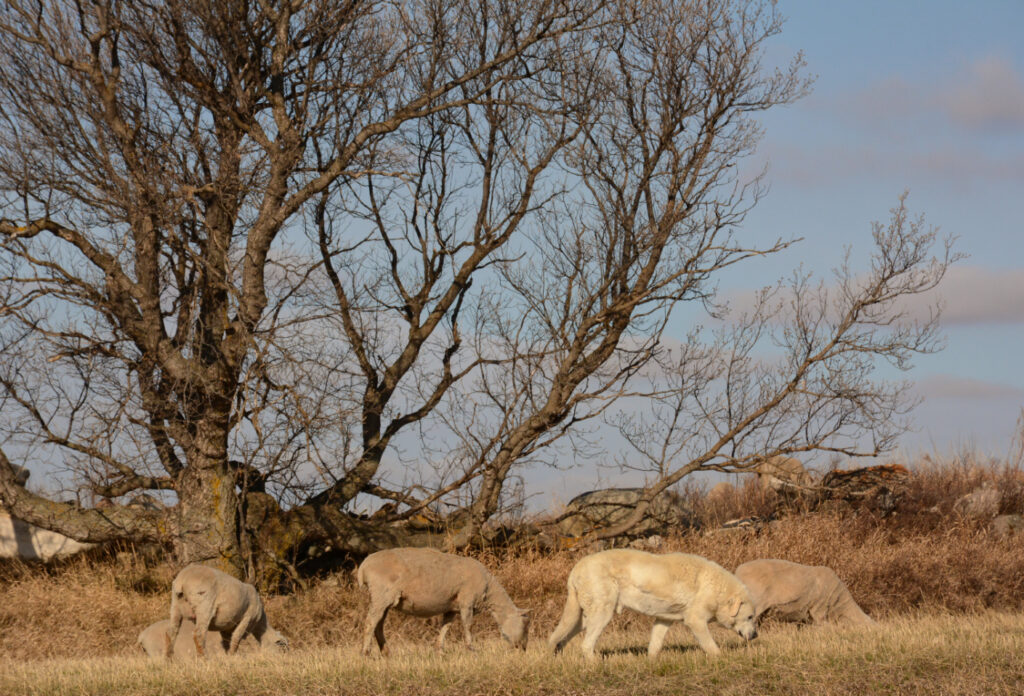 A livestock guardian dog travels with ewes as they graze in front of a wide, spreading tree. 