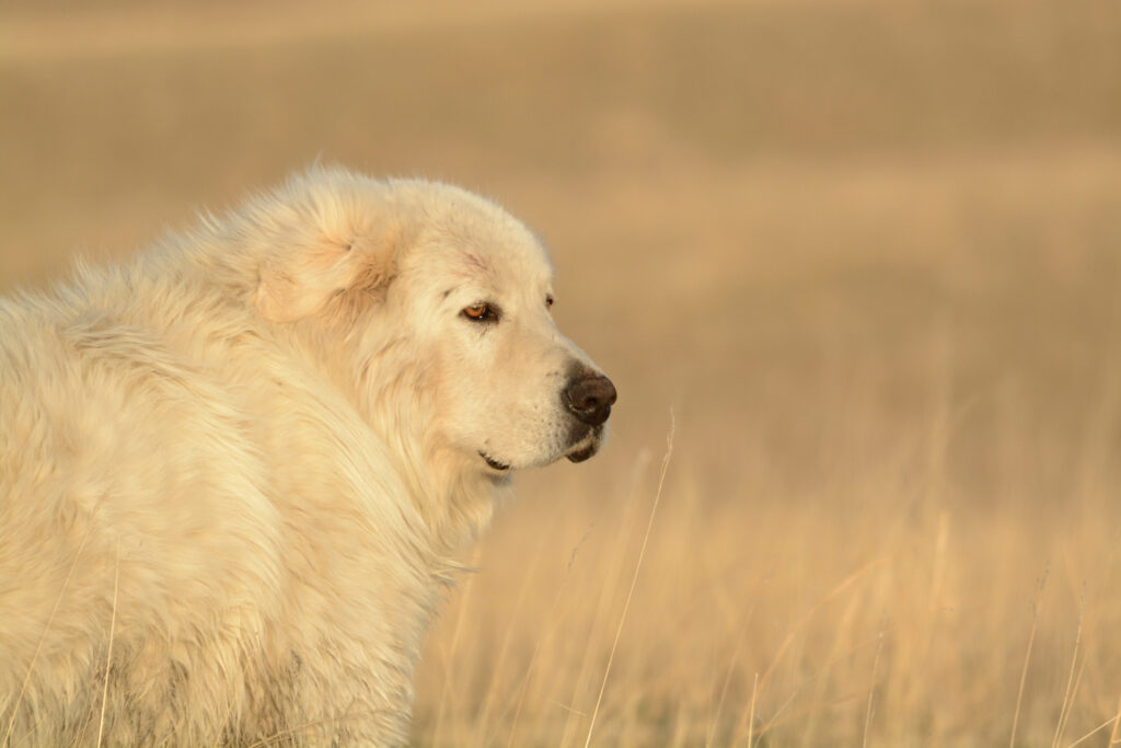 A Maremma livestock guardian dog looks over his shoulder, the sun layering golden tones over his coat and blending him with the tall prairie grass. 