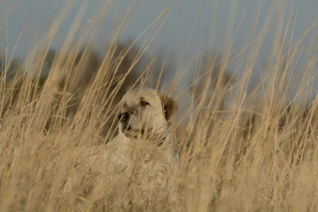 A golden toned Anatolian Shepherd dog almost disappears in the tall dry grass of the prairie where he rests. 