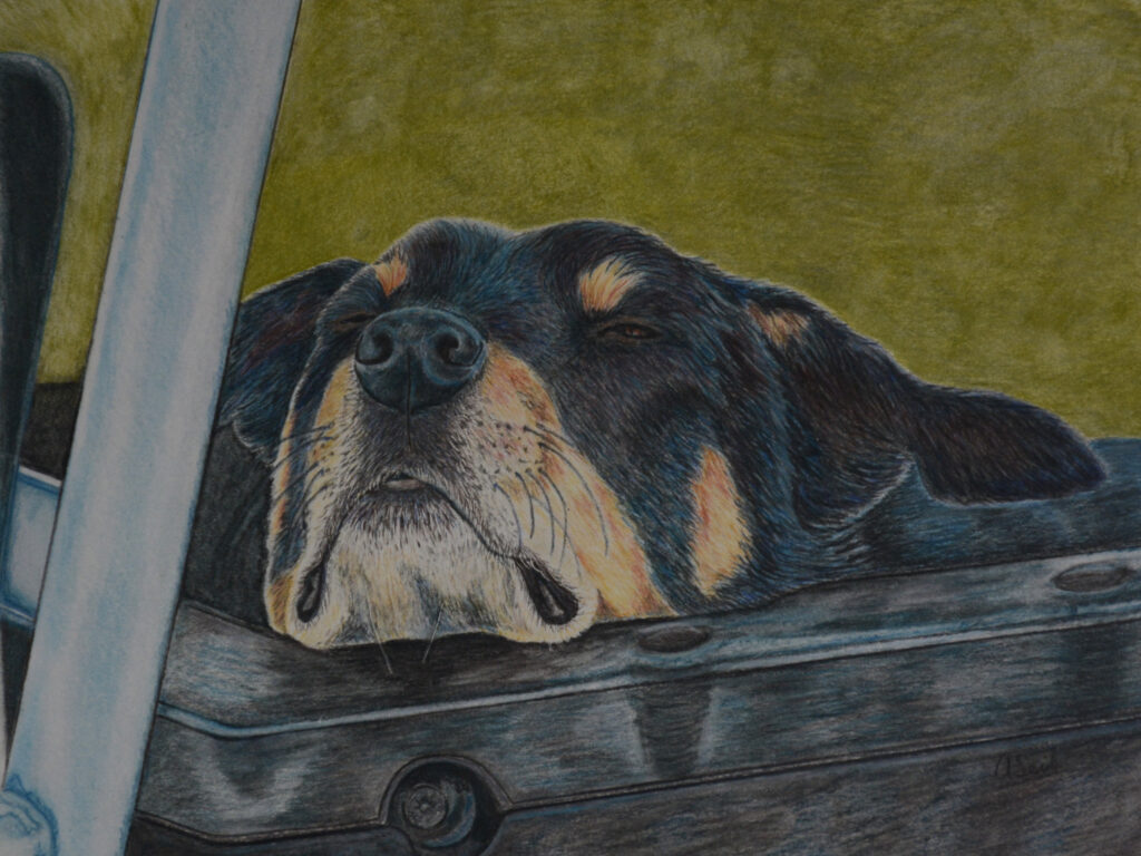 australian kelpie artwork