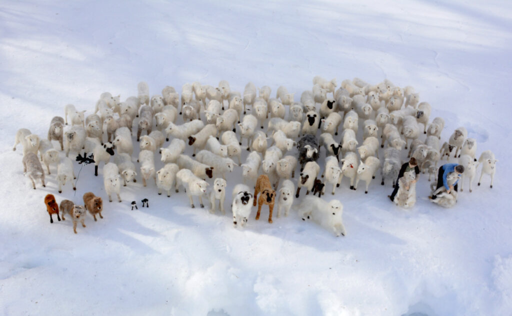 3D felted sheep flock