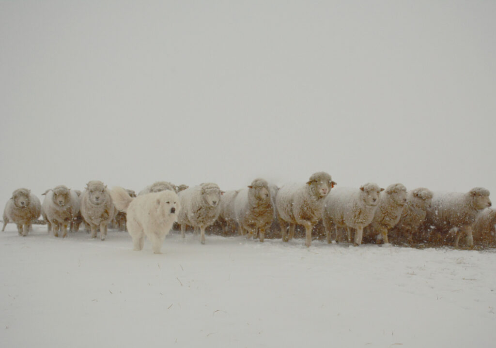 Livestock guardian dog leading sheep