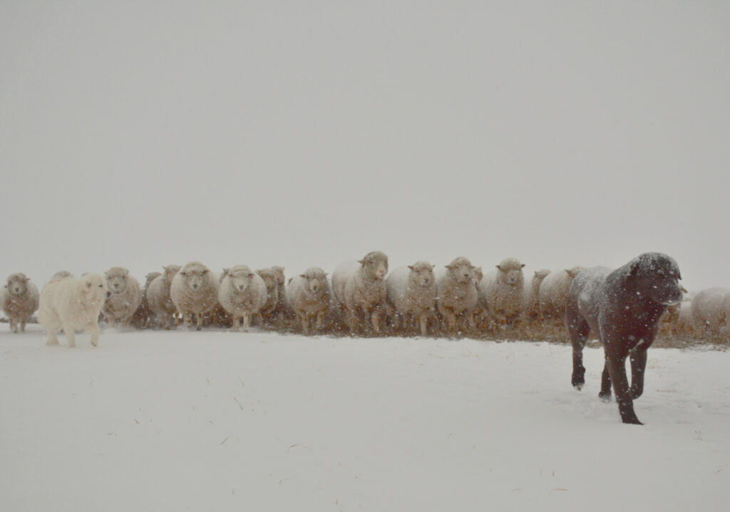 sheep following livestock guardian dogs