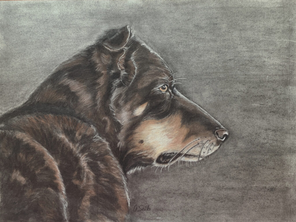 australian kelpie artwork by arlette seib