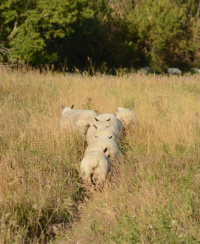 sheep photography