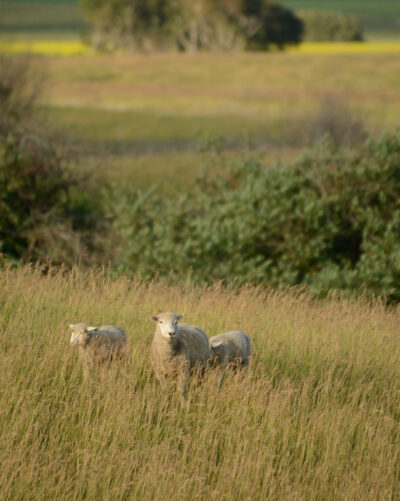 sheep grazing prairie