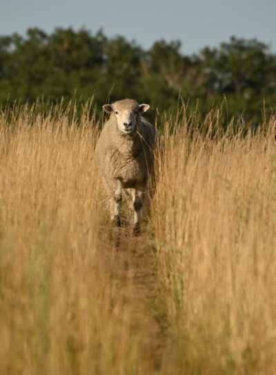 lamb in tall grass