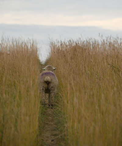 lamb in tall grass