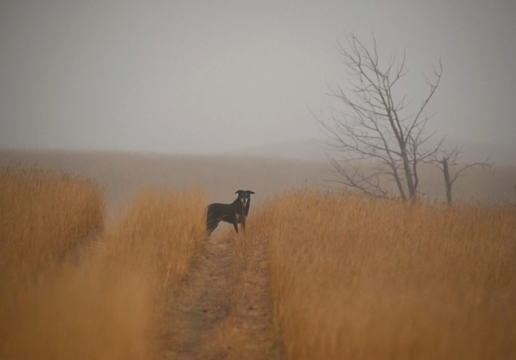 black dog on prairie