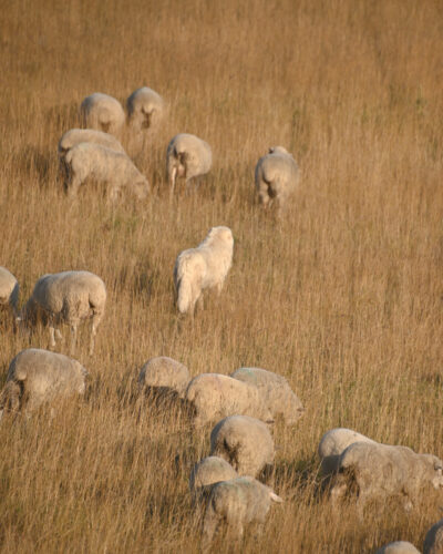 sheep with livestock guardian dog