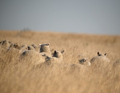 sheep in prairie grass