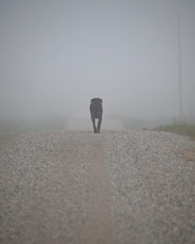 Photography of dog on foggy morning