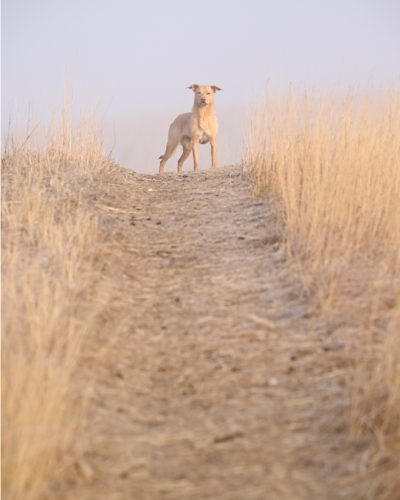 Australian Kelpie on trail