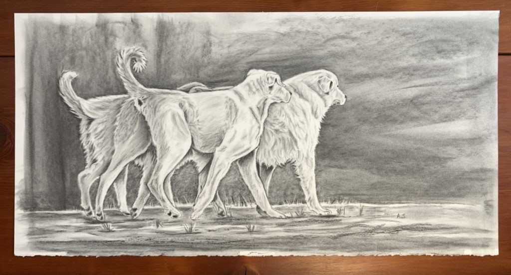 Livestock guardian dogs charcoal drawing