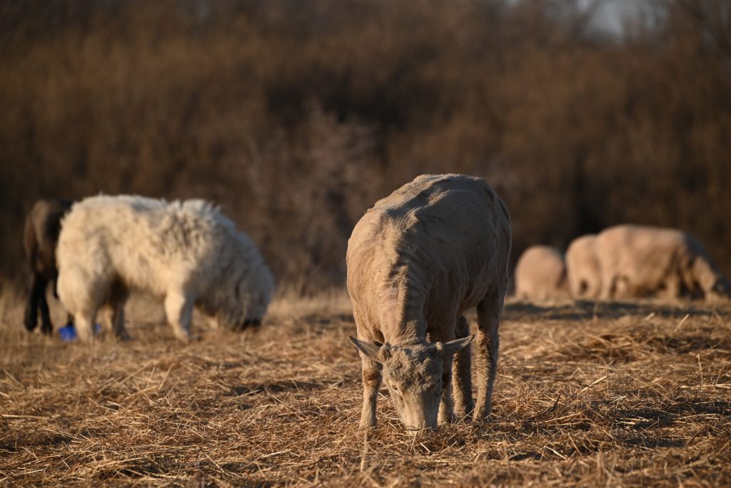 sheep grazing early spring