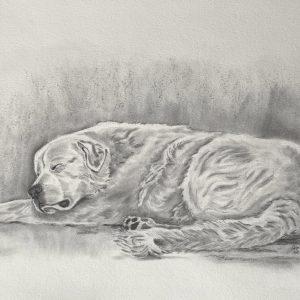 Sleeping Dog
12 x 18 inches
charcoal on paper