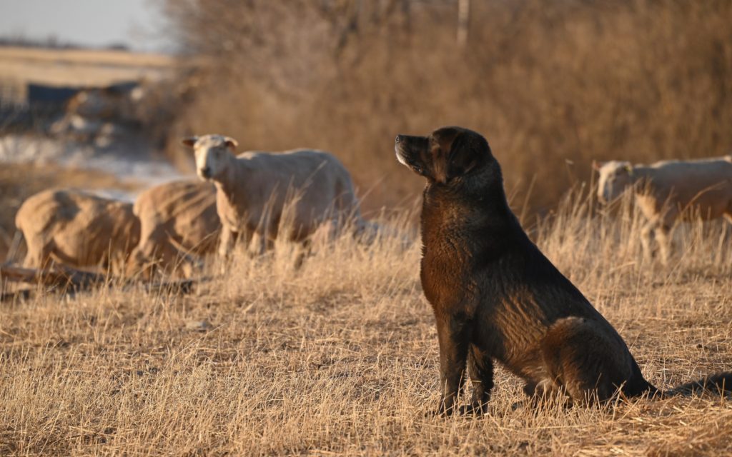 Guardian dog in sunlight