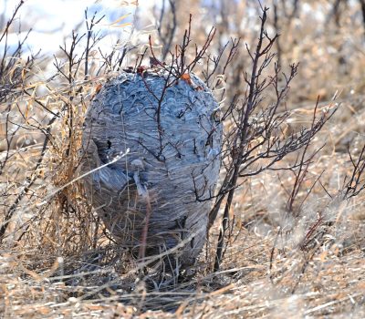 wasp nest on prairie land