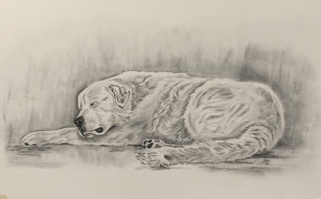 charcoal drawing of white dog
