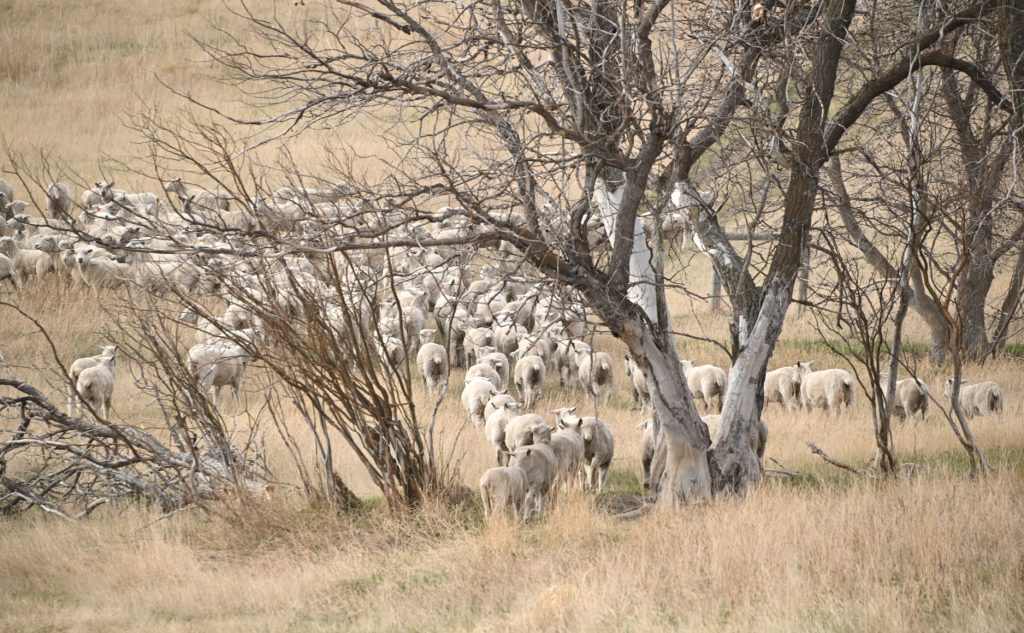 Flock of sheep moving to new pasture