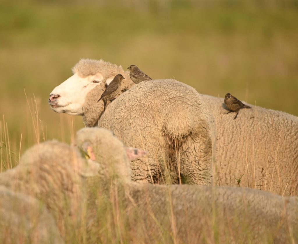 wool sheep with cowbirds