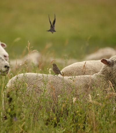 cowbirds landing on sheep