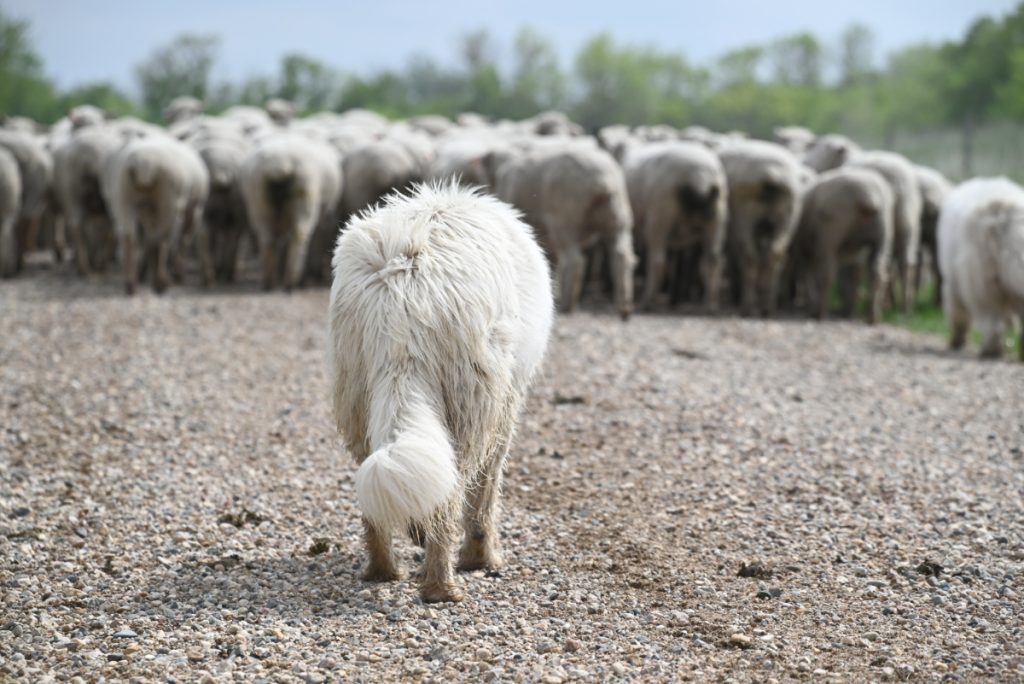 livestock guardian dog following flock of sheep