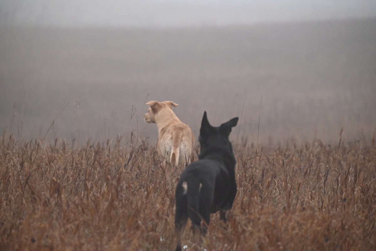 Two dogs walking in prairie grass
