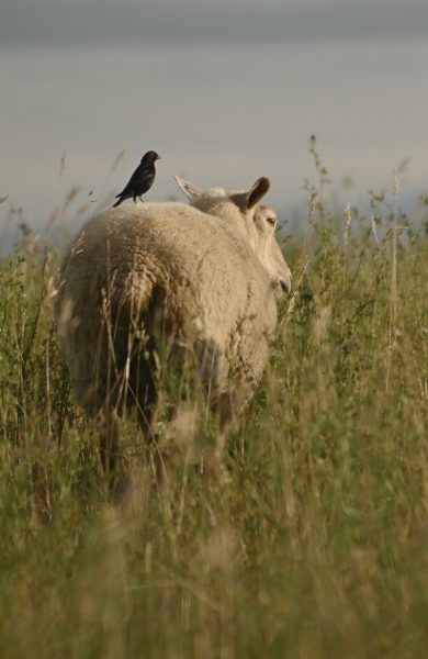 wool sheep with a black bird on her back