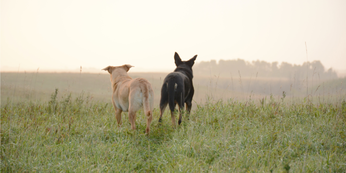 two dogs on prairie trail