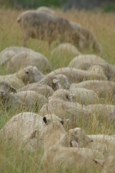 wool sheep at rest