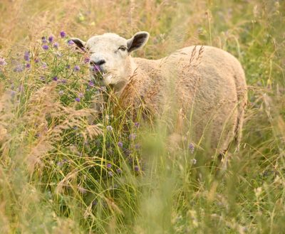 wool sheep eating grasses