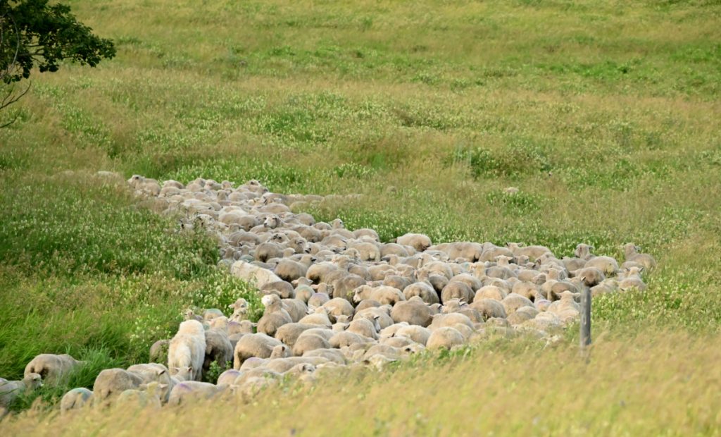 summer grazing sheep